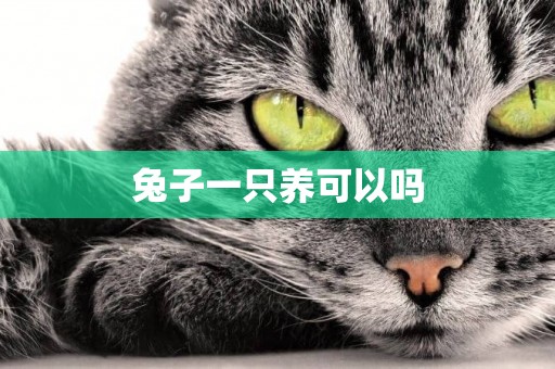 兔子一只養可以嗎