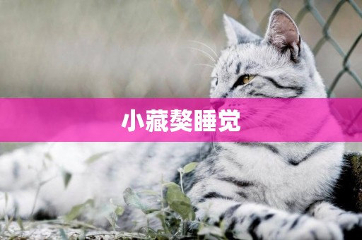 小藏獒睡覺