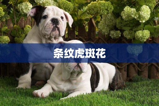 條紋虎斑花