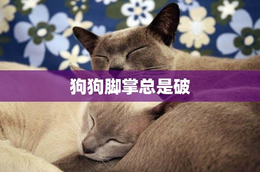 狗狗腳掌總是破