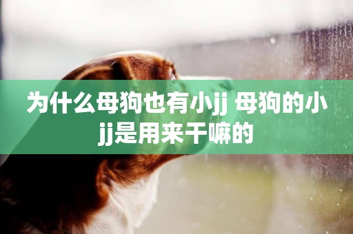 為什么母狗也有小jj 母狗的小jj是用來干嘛的