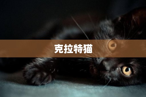 克拉特貓
