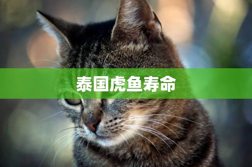 泰國虎魚壽命