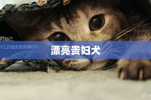 漂亮貴婦犬