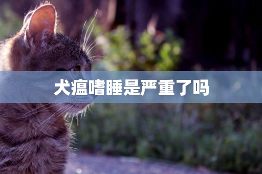 犬瘟嗜睡是嚴重了嗎