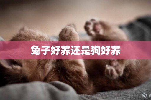 兔子好養還是狗好養