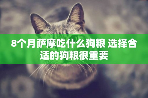 8個月薩摩吃什么狗糧 選擇合適的狗糧很重要