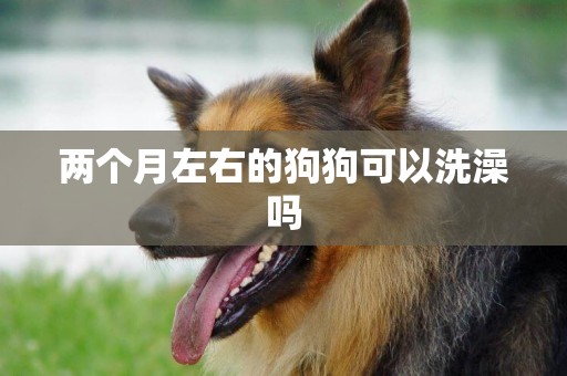 兩個月左右的狗狗可以洗澡嗎