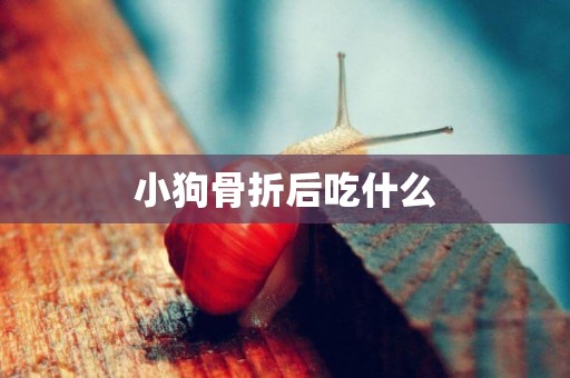 小狗骨折后吃什么