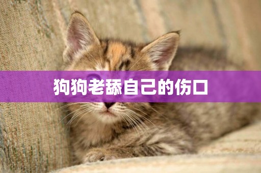 狗狗老舔自己的傷口