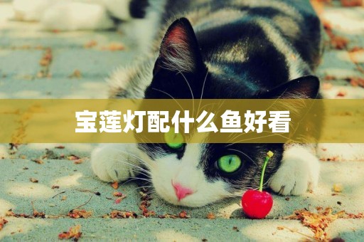 寶蓮燈配什么魚好看