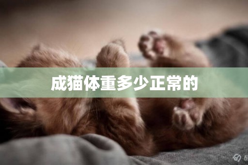 成貓體重多少正常的