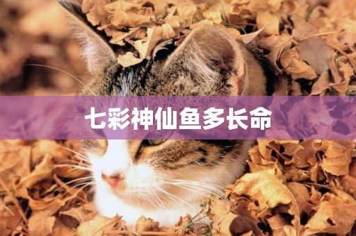 七彩神仙魚多長命