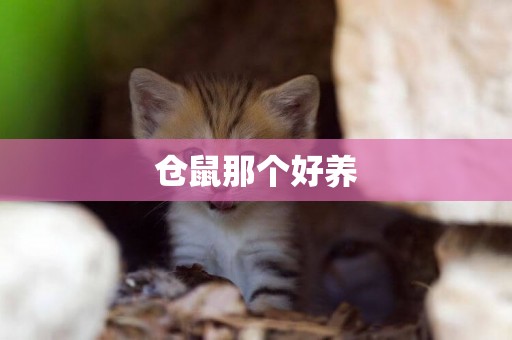 倉鼠那個好養