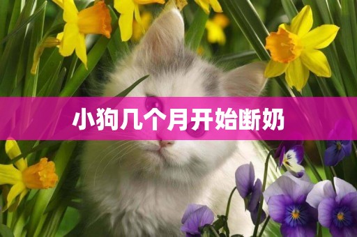 小狗幾個月開始斷奶