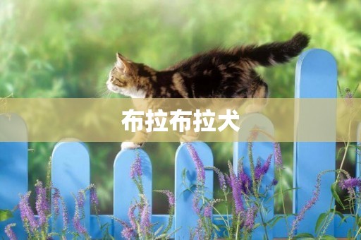 布拉布拉犬