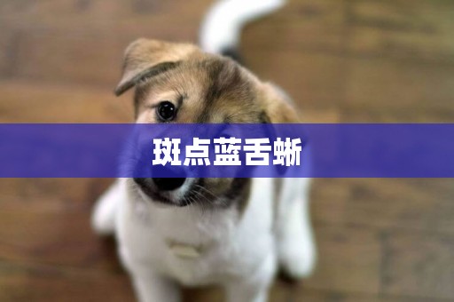 斑點藍舌蜥