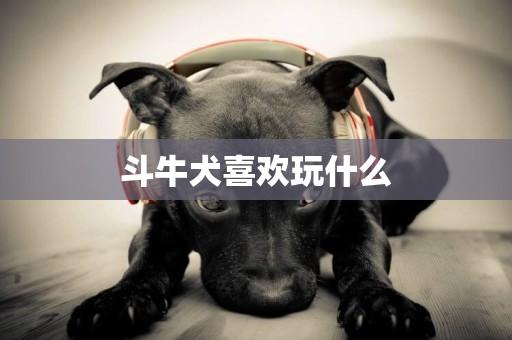 斗牛犬喜歡玩什么
