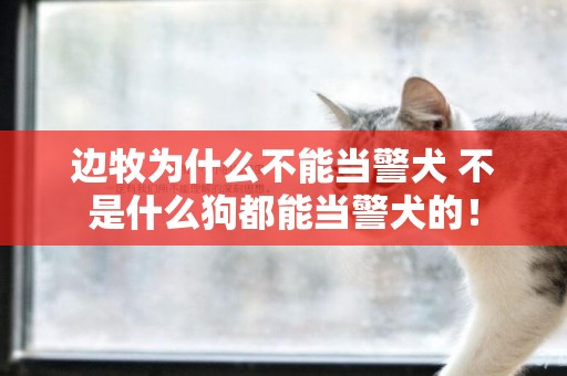 邊牧為什么不能當警犬 不是什么狗都能當警犬的！