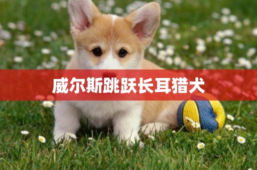 威爾斯跳躍長耳獵犬