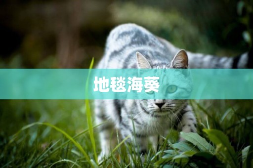 地毯海葵