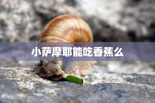 小薩摩耶能吃香蕉么