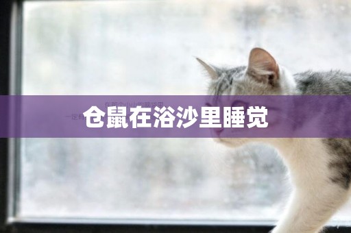 倉鼠在浴沙里睡覺