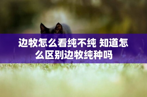 邊牧怎么看純不純 知道怎么區別邊牧純種嗎 邊牧怎么看純不純 知道怎么區別邊牧純種嗎