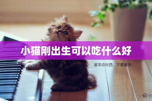 小貓剛出生可以吃什么好