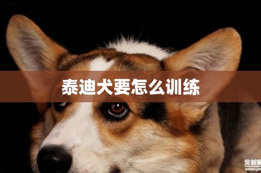 泰迪犬要怎么訓練