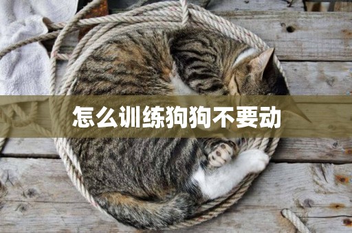 怎么訓練狗狗不要動
