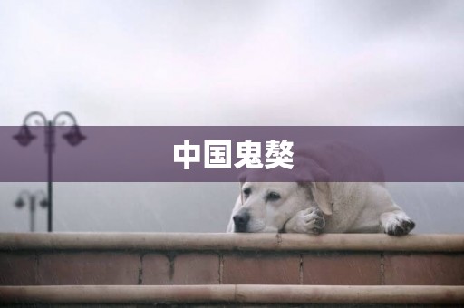 中國鬼獒