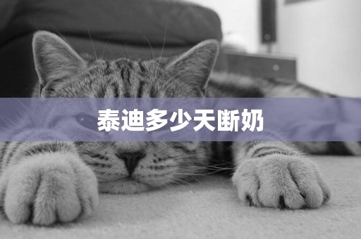 泰迪多少天斷奶