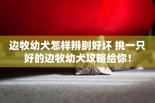 邊牧幼犬怎樣辨別好壞 挑一只好的邊牧幼犬攻略給你！