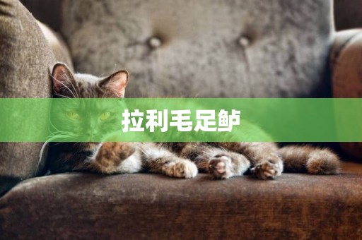 拉利毛足鱸