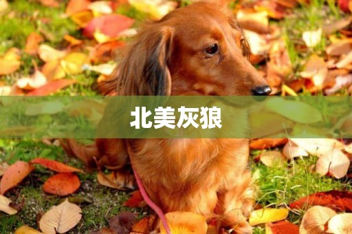 北美灰狼