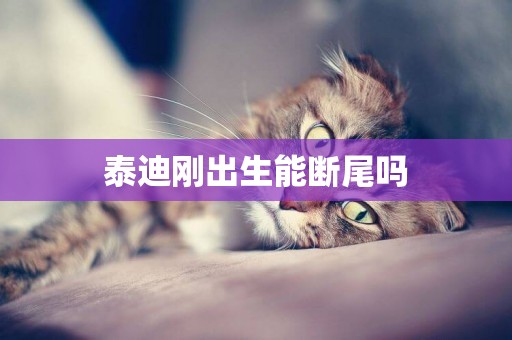 泰迪剛出生能斷尾嗎