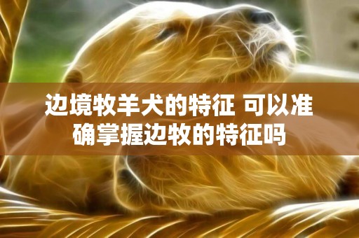 邊境牧羊犬的特征 可以準確掌握邊牧的特征嗎
