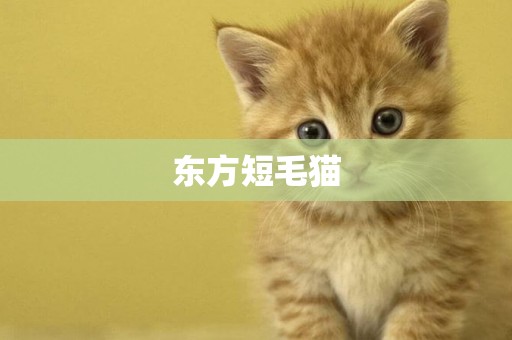 東方短毛貓