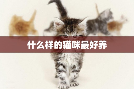什么樣的貓咪最好養