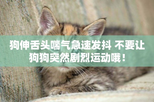 狗伸舌頭喘氣急速發抖 不要讓狗狗突然劇烈運動哦！