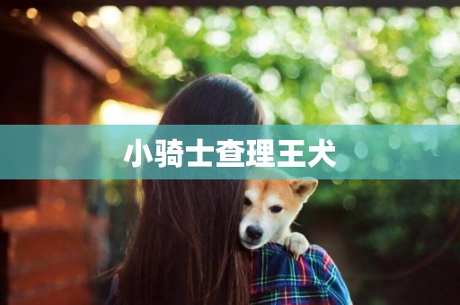小騎士查理王犬
