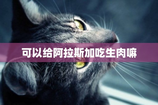 可以給阿拉斯加吃生肉嘛