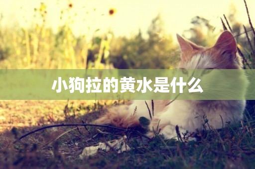 小狗拉的黃水是什么