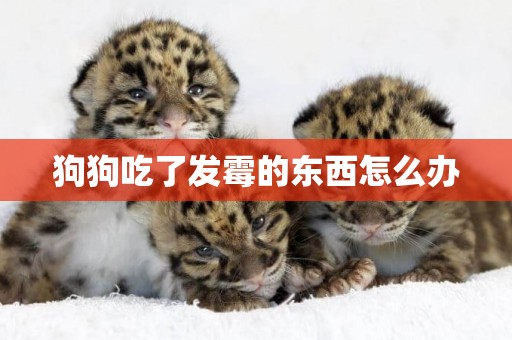 狗狗吃了發霉的東西怎么辦