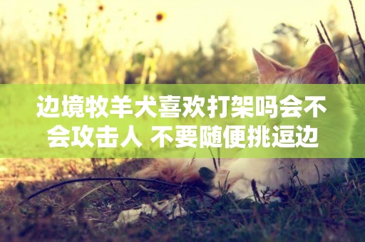 邊境牧羊犬喜歡打架嗎會不會攻擊人 不要隨便挑逗邊牧！
