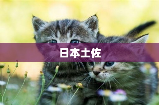 日本土佐