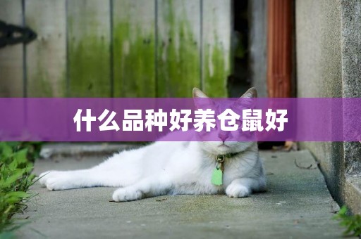 什么品種好養倉鼠好