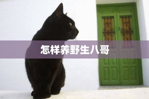 怎樣養野生八哥