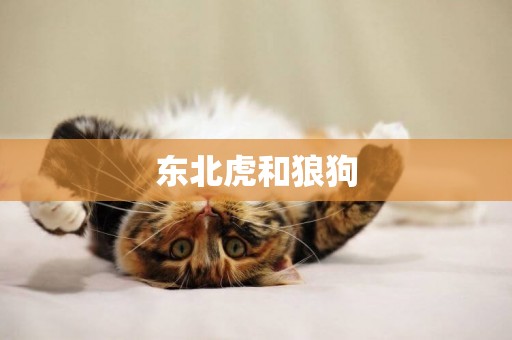 東北虎和狼狗